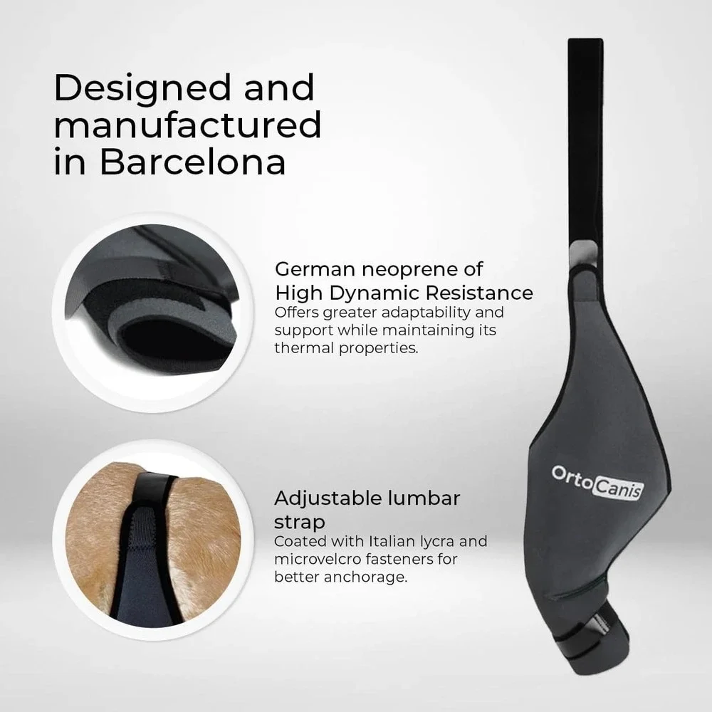 Large Size Dog Knee Brace for Right Hind Leg – Ortocanis ACL Support‎
